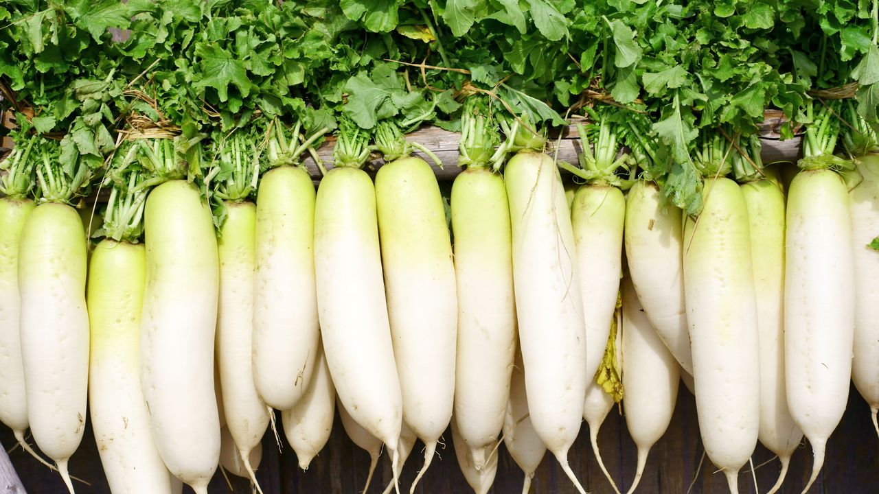 ダイコン：部位によって味わいが違う！使い分けて多彩に楽しめる庶民派野菜