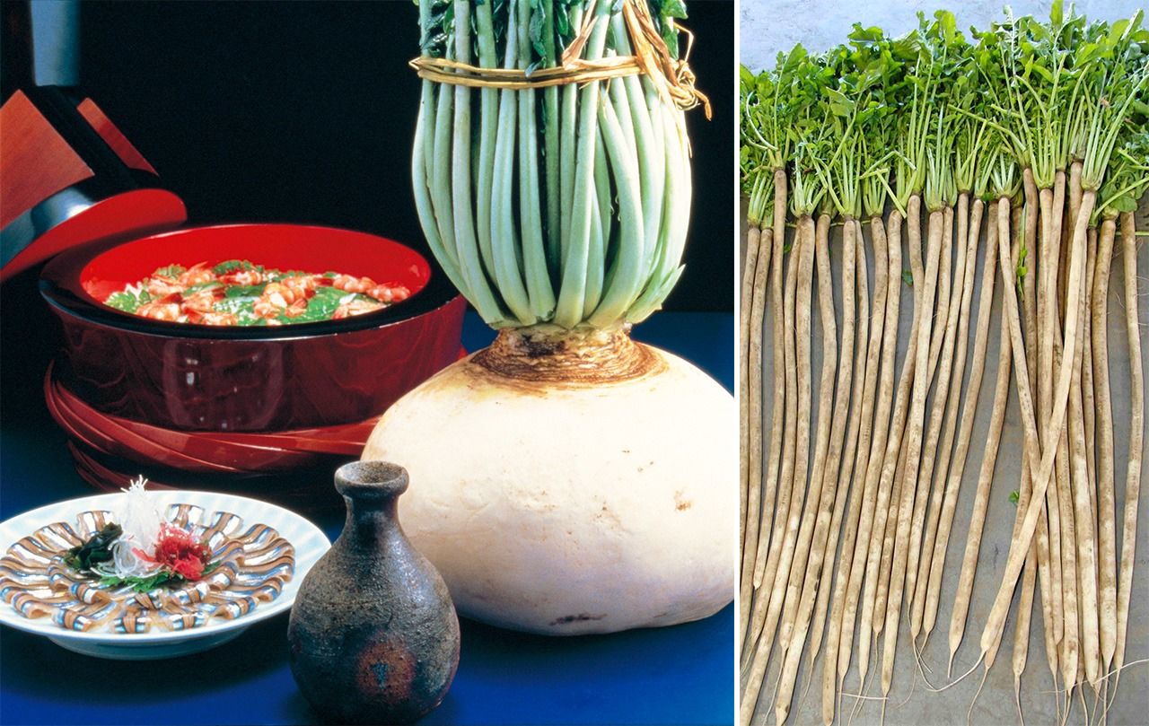写真左から、桜島大根(鹿児島県観光連盟提供)、守口大根(JA愛知北提供)
