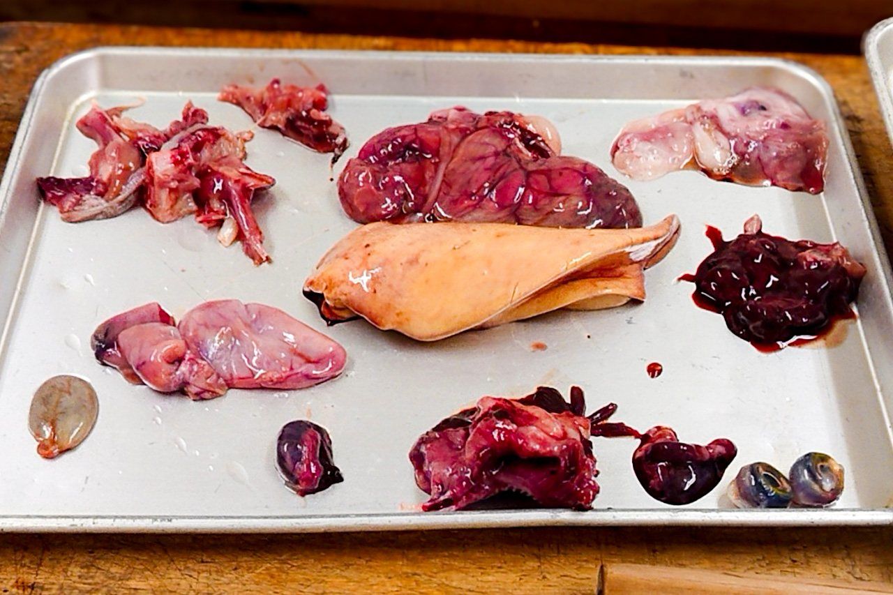 食べられない部分。中央の黄色味がかったものが肝臓、その上は腎臓 (写真提供 : つきじ天竹)