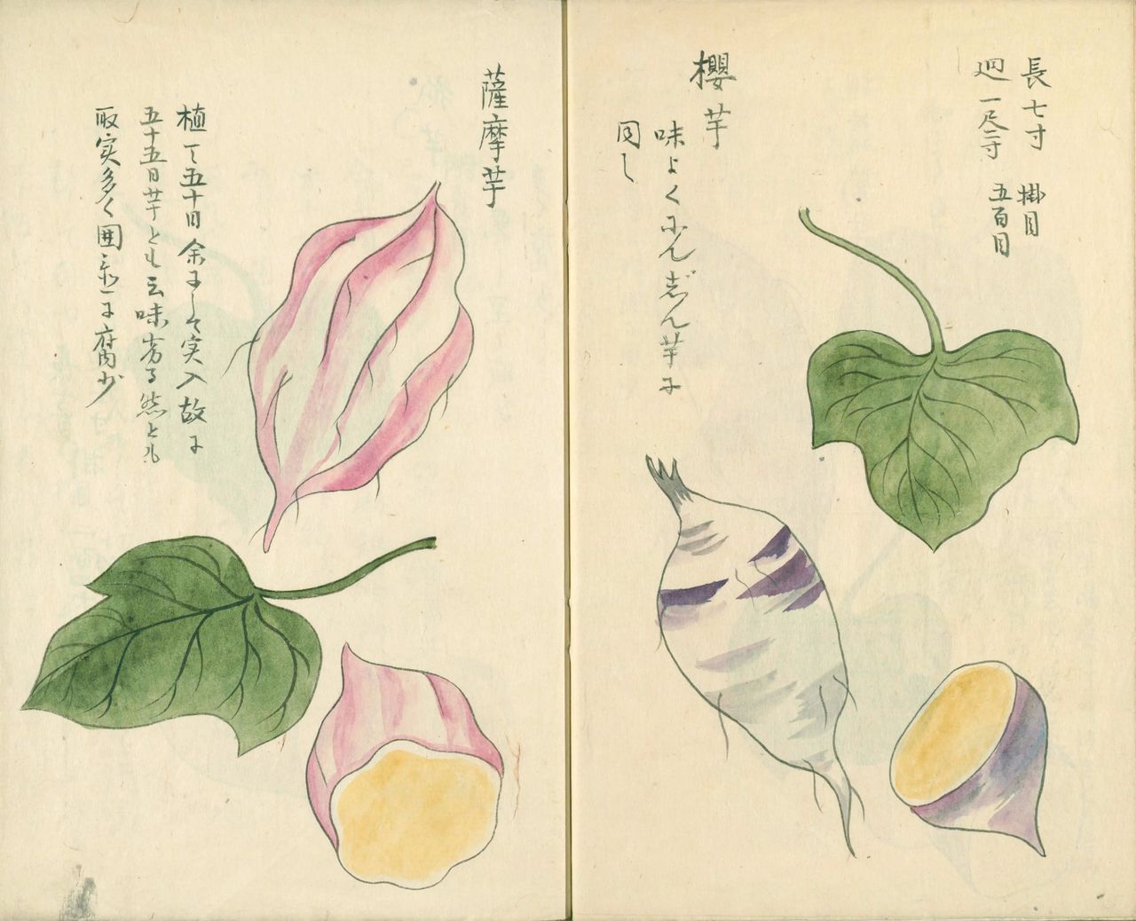 青木昆陽『重刻甘藷記』写( 国立国会図書館所蔵)