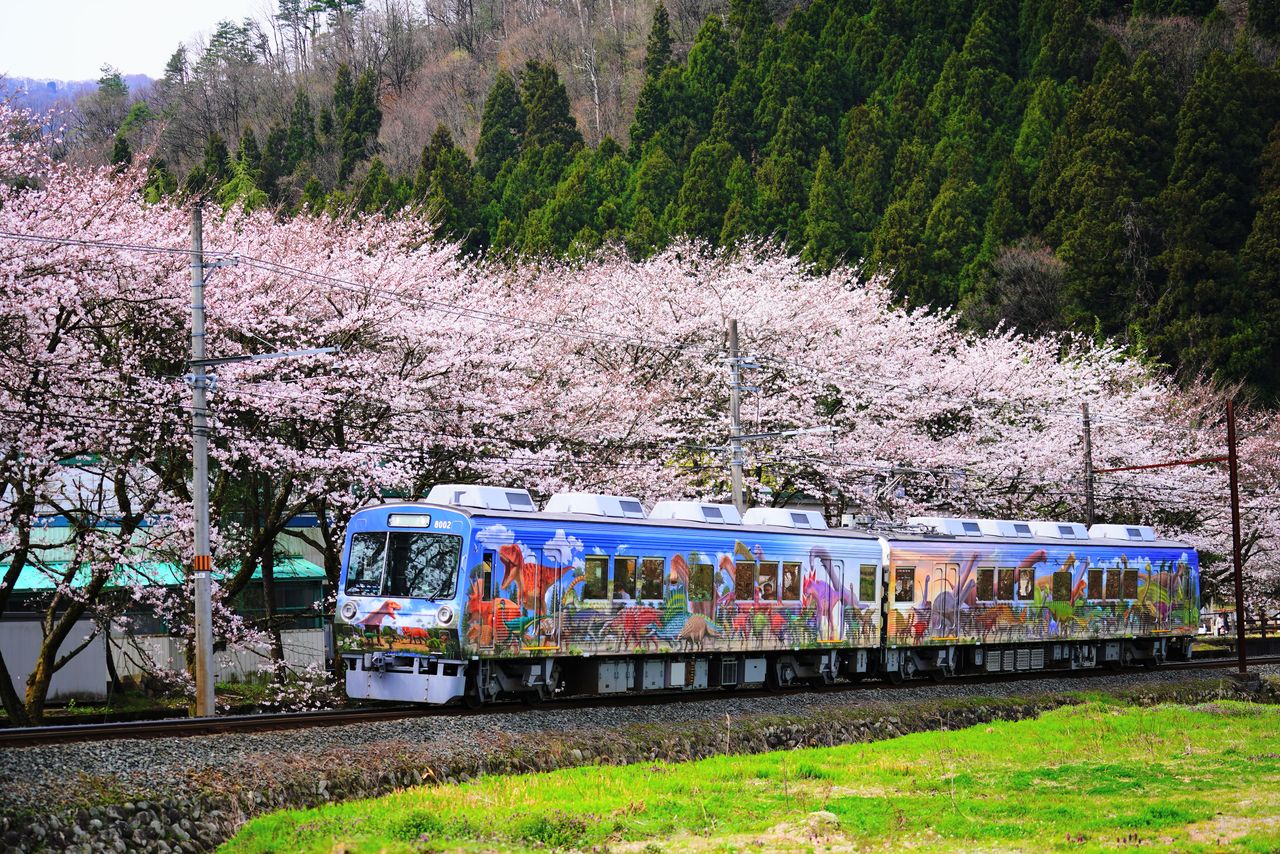 桜並木を走る恐竜列車。昨年、一昨年とも乗車率は95%前後で、家族連れに人気だ(えちぜん鉄道提供)