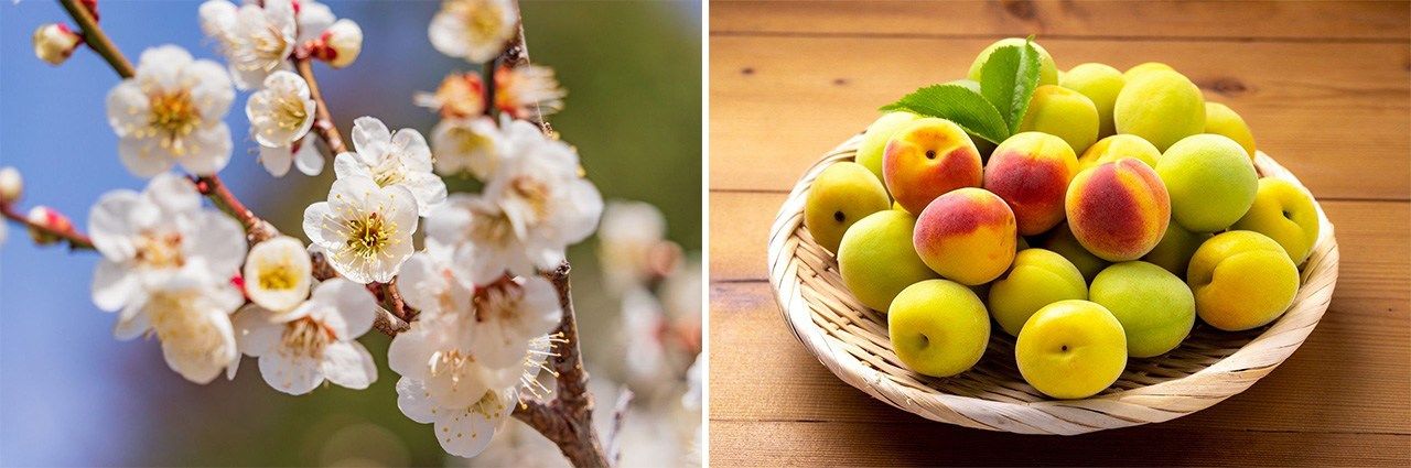 梅の花と梅の実(いずれもPIXTA)