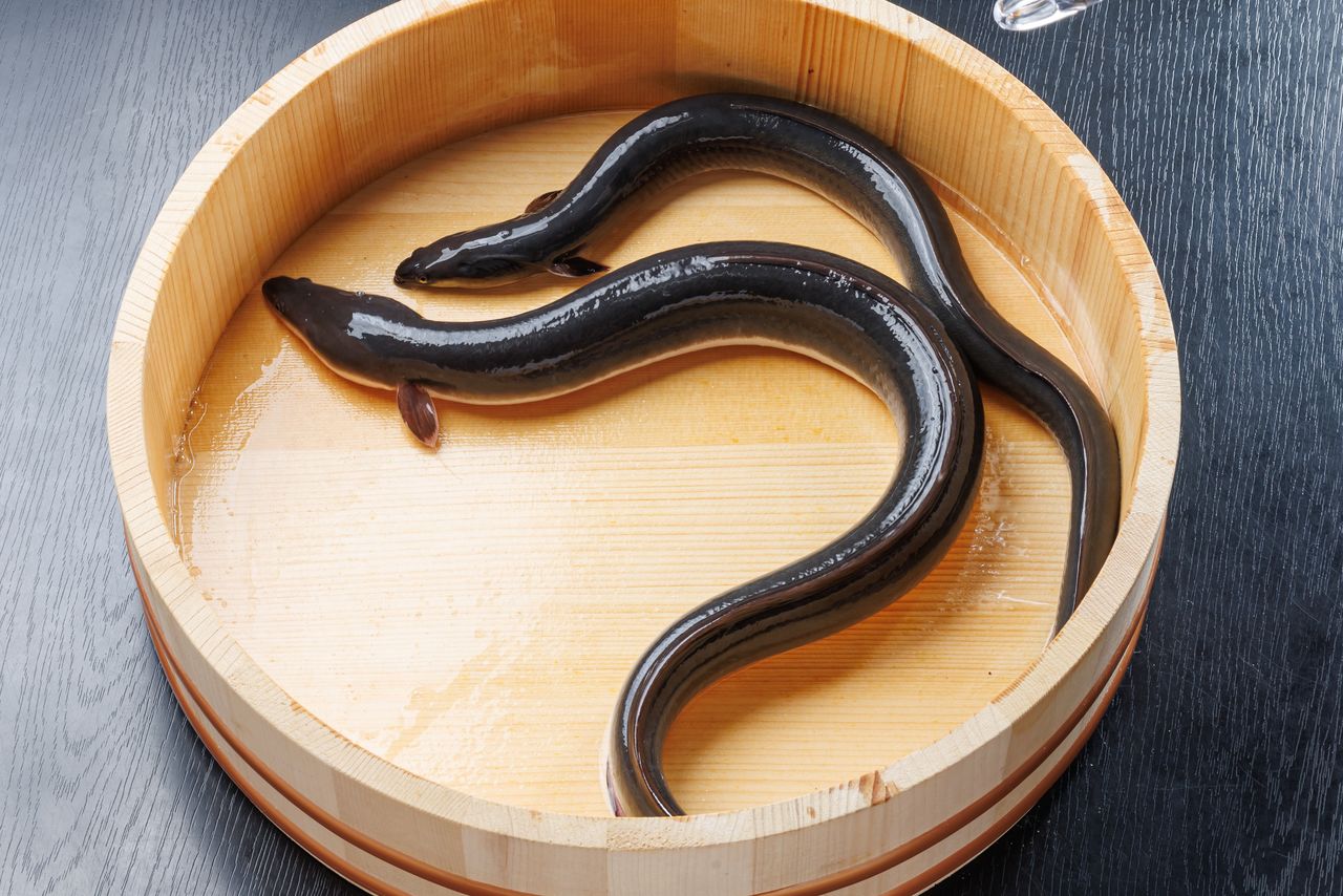 オス(上)とメス(下)のサイズの違いは一目瞭然(大型雌ウナギによる新規市場開拓コンソーシアム提供)