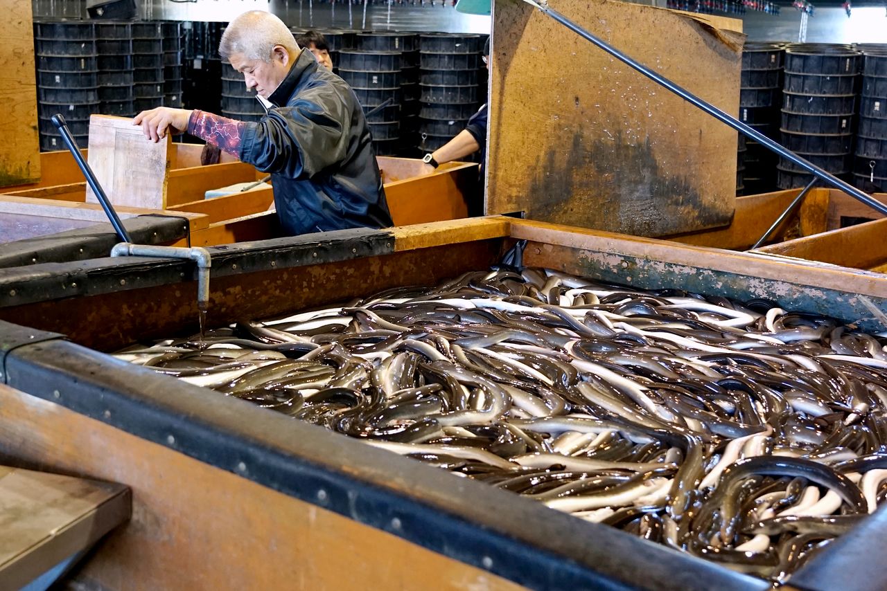 兼光淡水魚の作業場。養鰻場から届いたウナギはここで大きさによって振り分けられ、背後の「立て場」のプラスチック容器に地下水を流して泥抜きされる