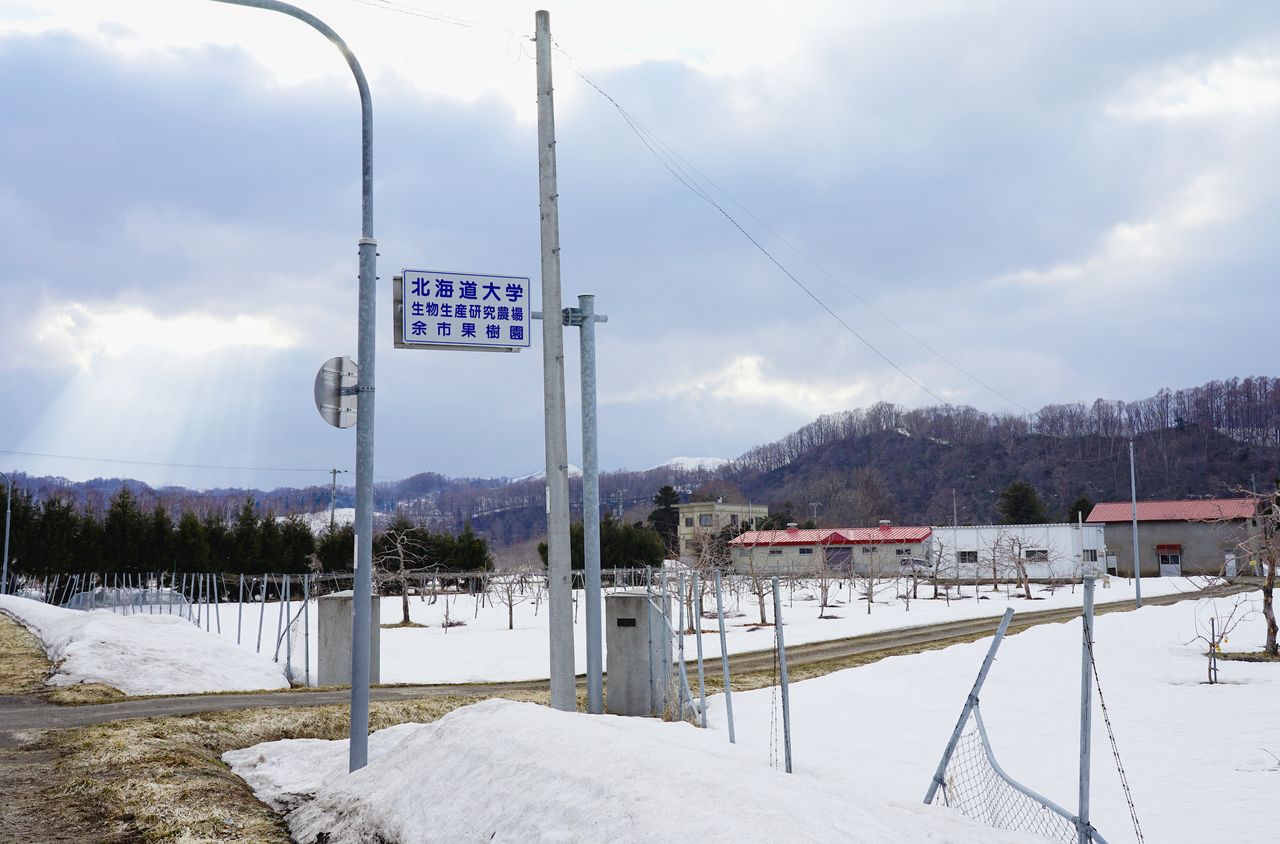 北海道大学が余市町に持つ果樹園