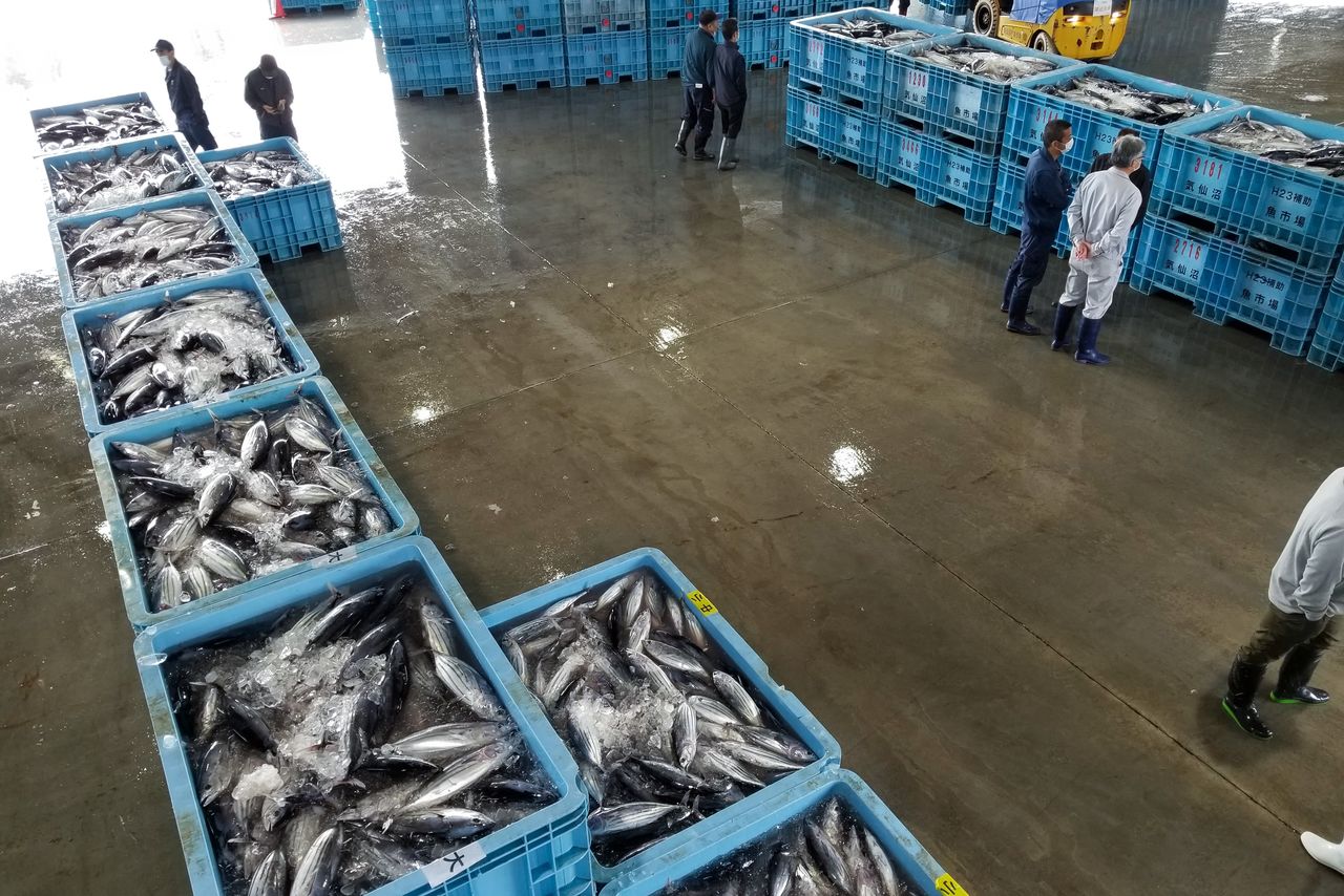 気仙沼では、5月下旬から6月ごろの「初ガツオ」と、9月から11月ごろの「戻りガツオ」の年2回の旬がある(気仙沼市役所提供)