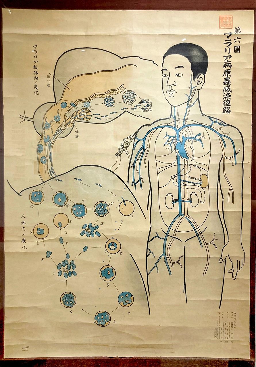 1928年教育用に製図された「マラリア病原虫感染経路」。極めて明瞭に描かれているが、但し現在の認識とは一部異なる。同博物館所蔵（筆者撮影）