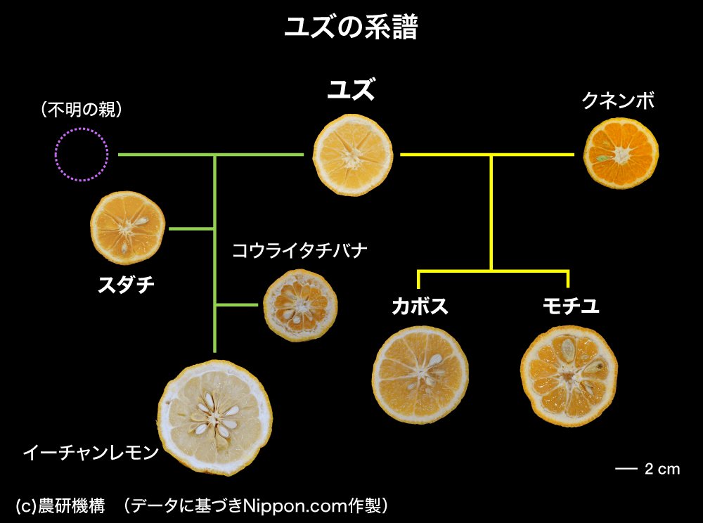 料理の名脇役 日本の香酸かんきつユズ スダチ カボス Nippon Com