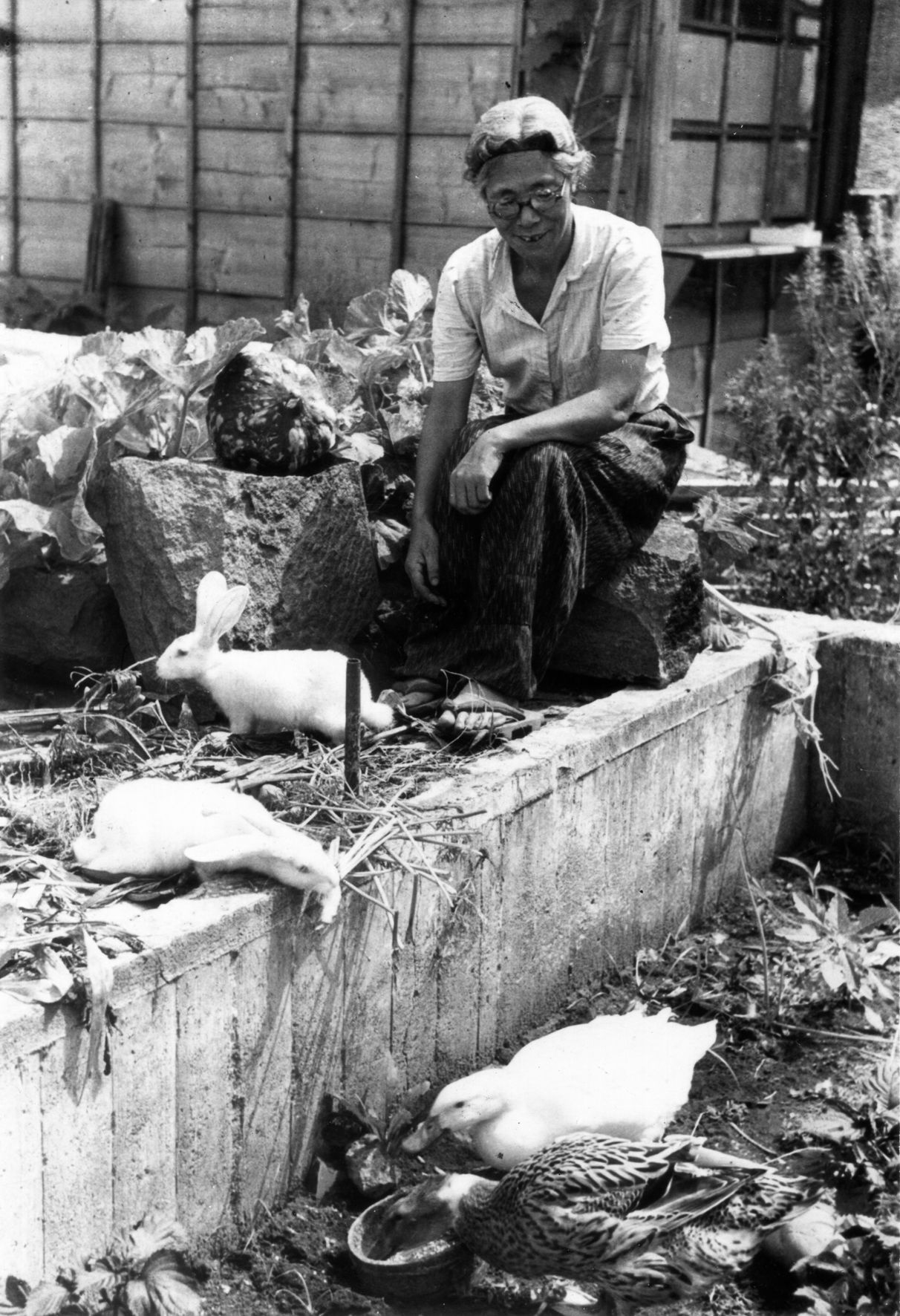 追放中、婦選会館向かいの自宅わきの空地でウサギやアヒルを飼い、野菜を作って生活をしていた市川房江（1948年、55歳）