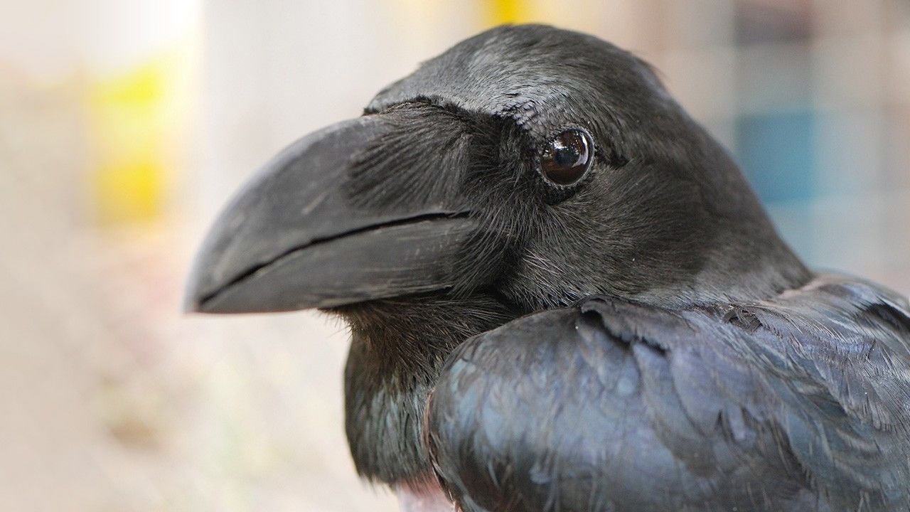 最も身近な野鳥カラス 人間に寄り添って暮らす知恵者 Nippon Com