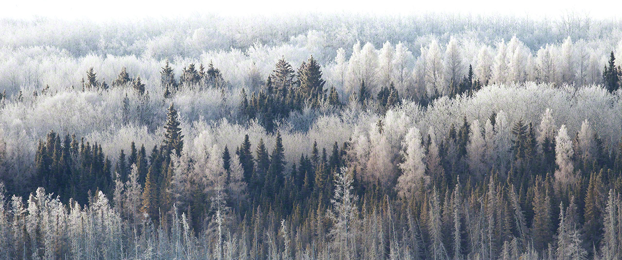 霧氷に覆われた森（撮影：2013年）