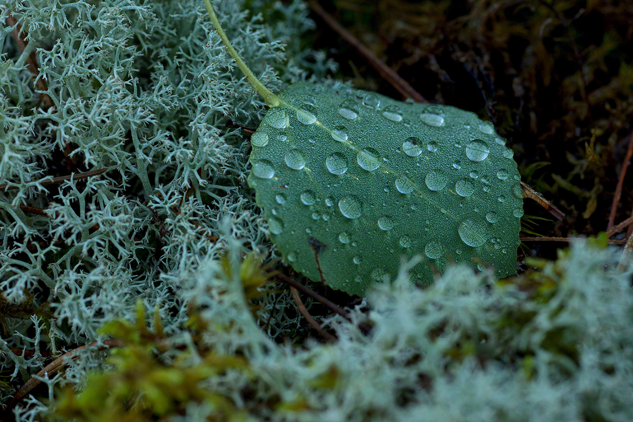 雨上がりの林床（撮影2011年）