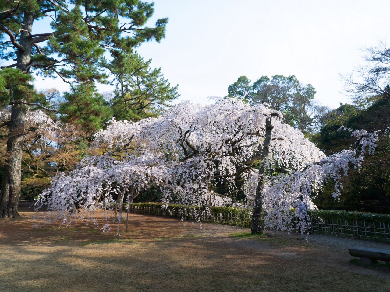 「糸桜」として知られる近衞邸跡のシダレザクラ
