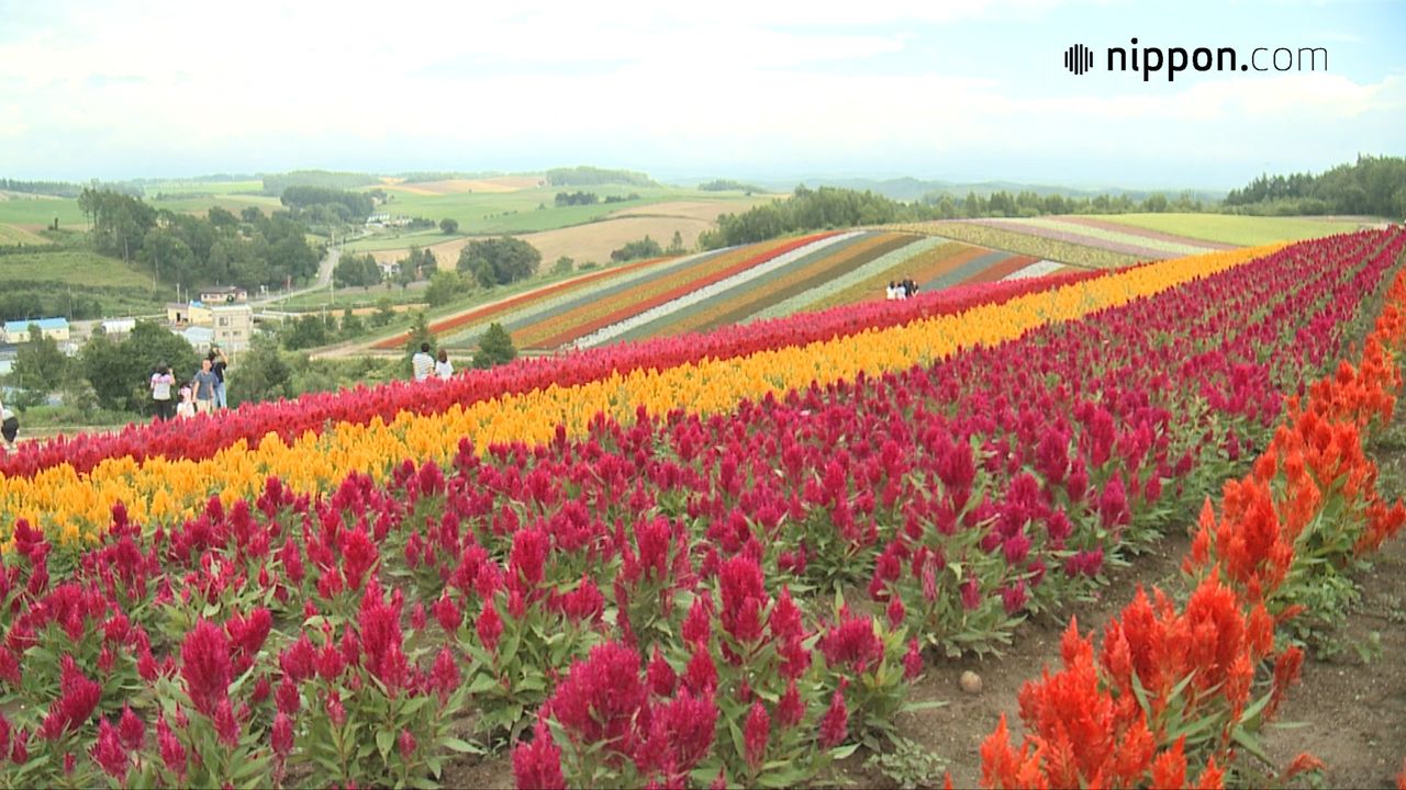 動画 春夏秋と花の見頃が続く 北海道 美瑛 四季彩の丘 Nippon Com