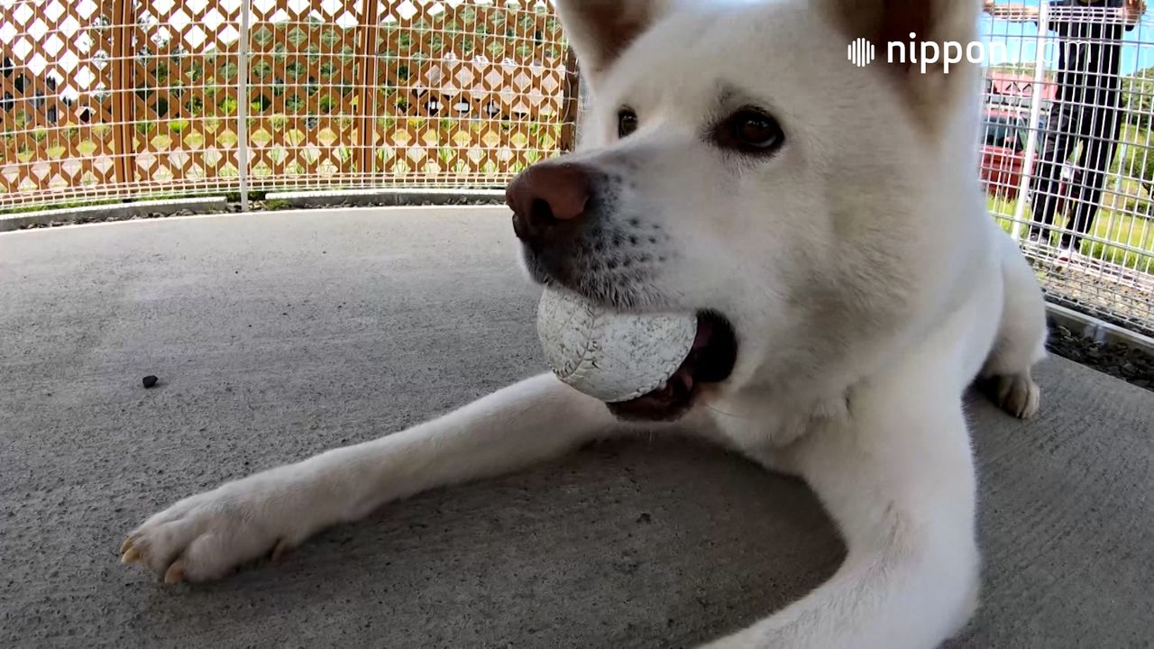 動画 秋田犬 まる の夏休み 秋田 Nippon Com