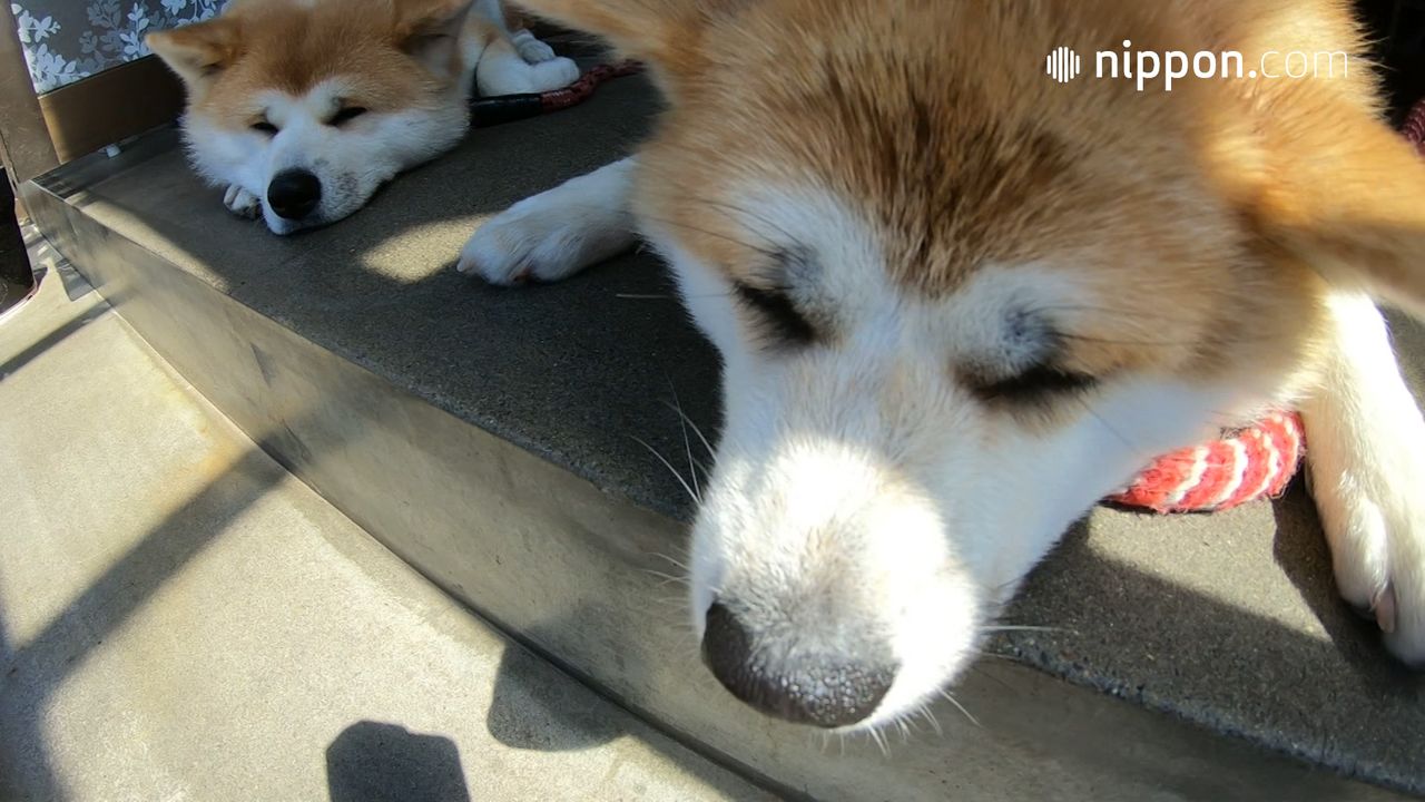 動画 秋田犬が温泉でお出迎え 秋田 大館 Nippon Com