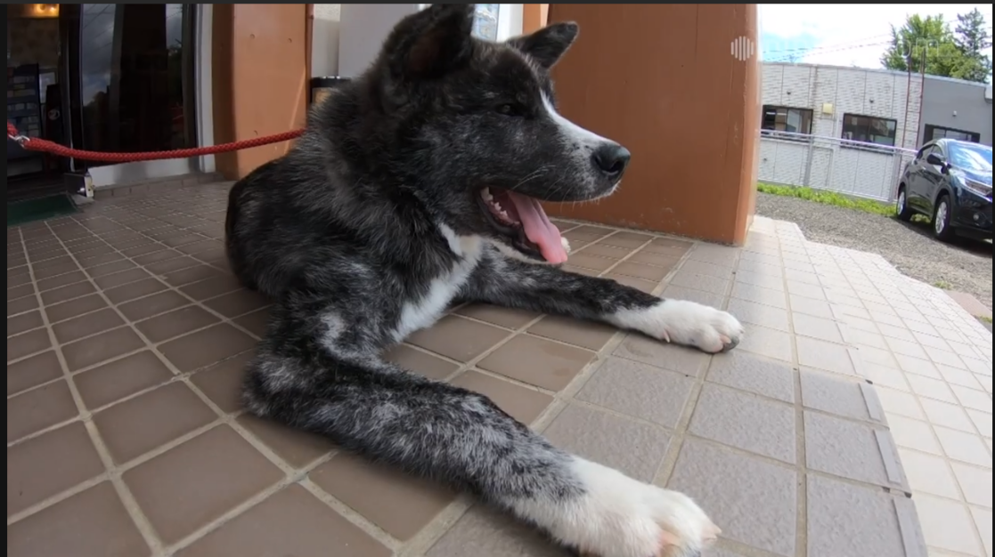 動画 元横綱朝青龍の愛犬のきょうだい もふもふ秋田犬 すばる 秋田 大館 Nippon Com