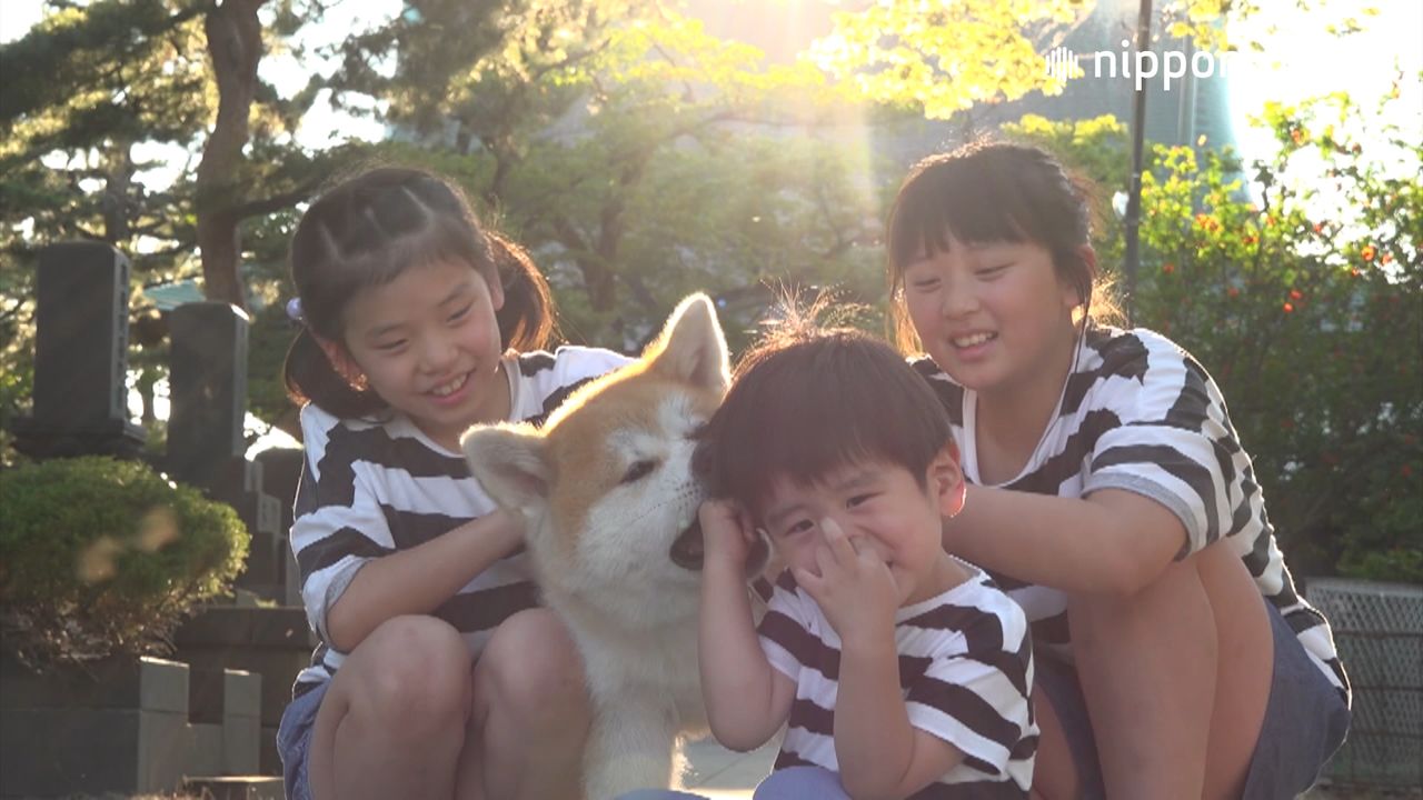 動画 秋田犬 虎丸 と仲良し3人きょうだい 秋田 Nippon Com