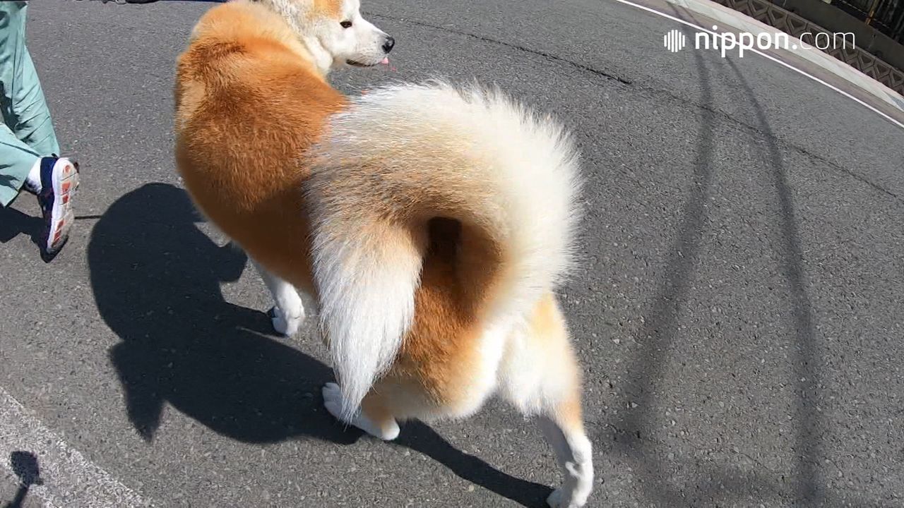 動画 魅惑のもふもふしっぽの秋田犬 エイト 秋田 大館 Nippon Com