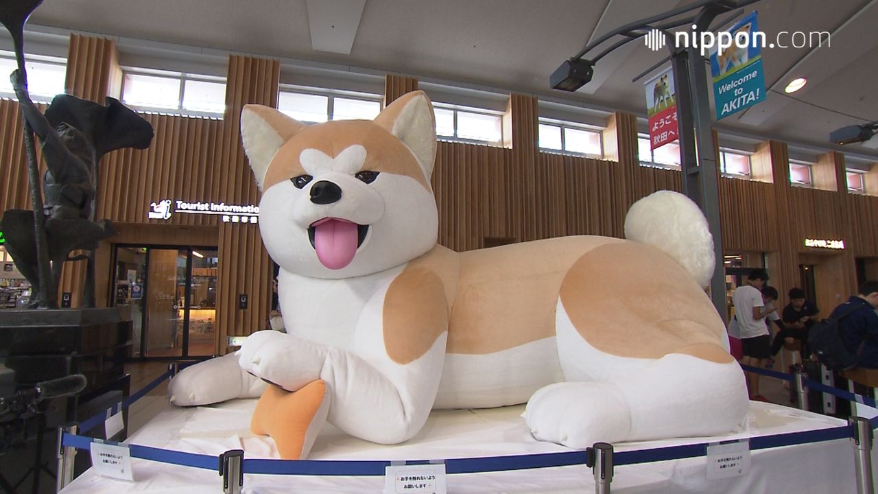 動画 Snsで話題 秋田犬の巨大バルーン Jr秋田駅 Nippon Com