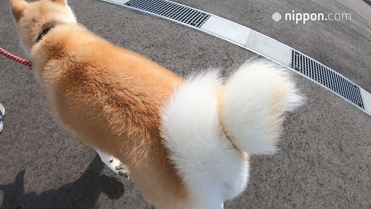 動画 秋田犬 つばき のしっぽは二重巻き 秋田 男鹿 Nippon Com