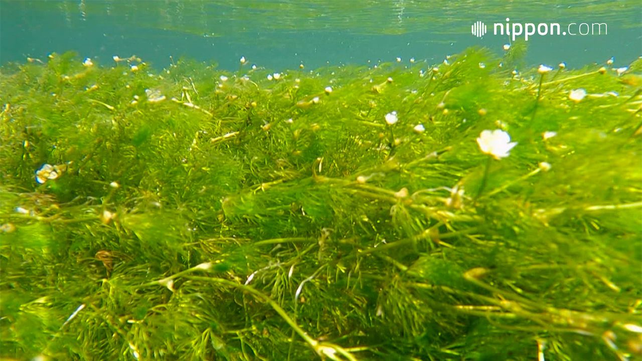 動画 地蔵川の水底に揺れる梅花藻 滋賀県米原市醒井 Nippon Com