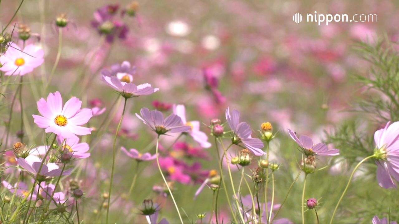 動画 秋の到来を告げるコスモスが満開 北海道遠軽町 Nippon Com