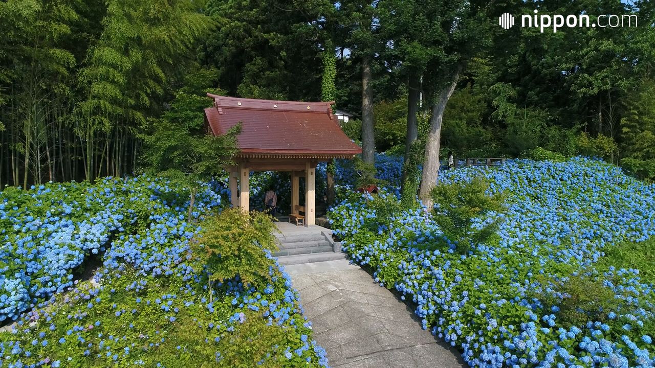 4k動画 青一色の紫陽花 あじさい が境内一面に咲き誇る寺 秋田県男鹿市 Nippon Com