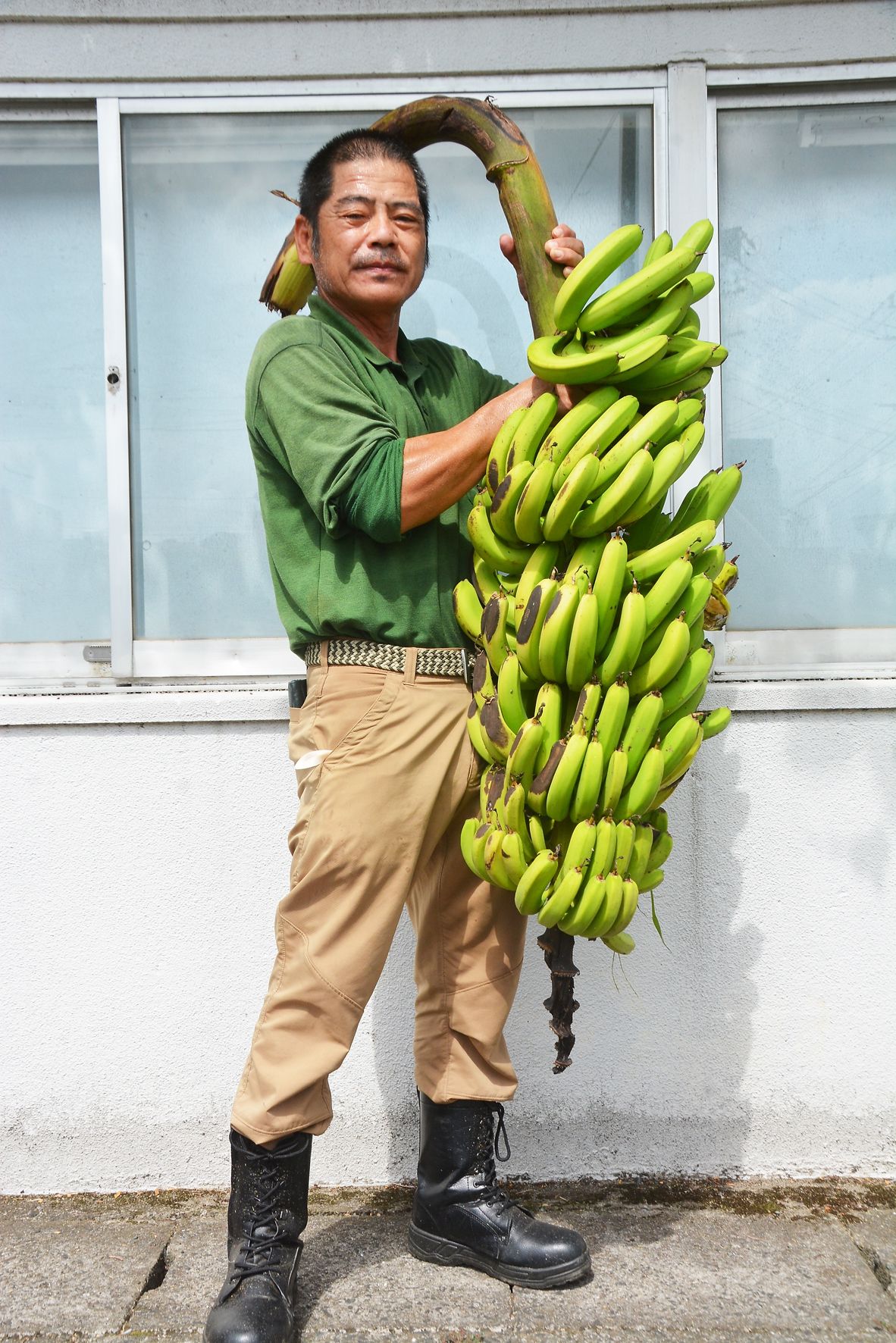 収穫された巨大バナナ