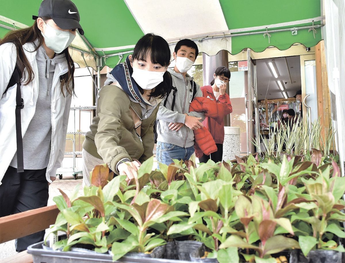 富士見パノラマリゾート「１２０万本のすずらん祭り」で山野草の苗を選ぶ来場者