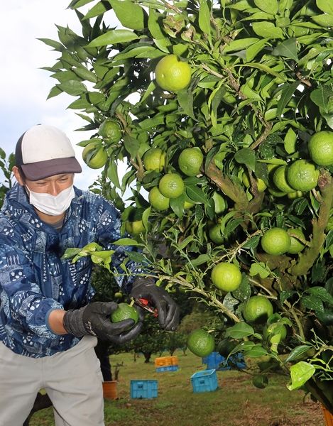 ジャバラの実を収穫する作業員（４日、和歌山県北山村で）