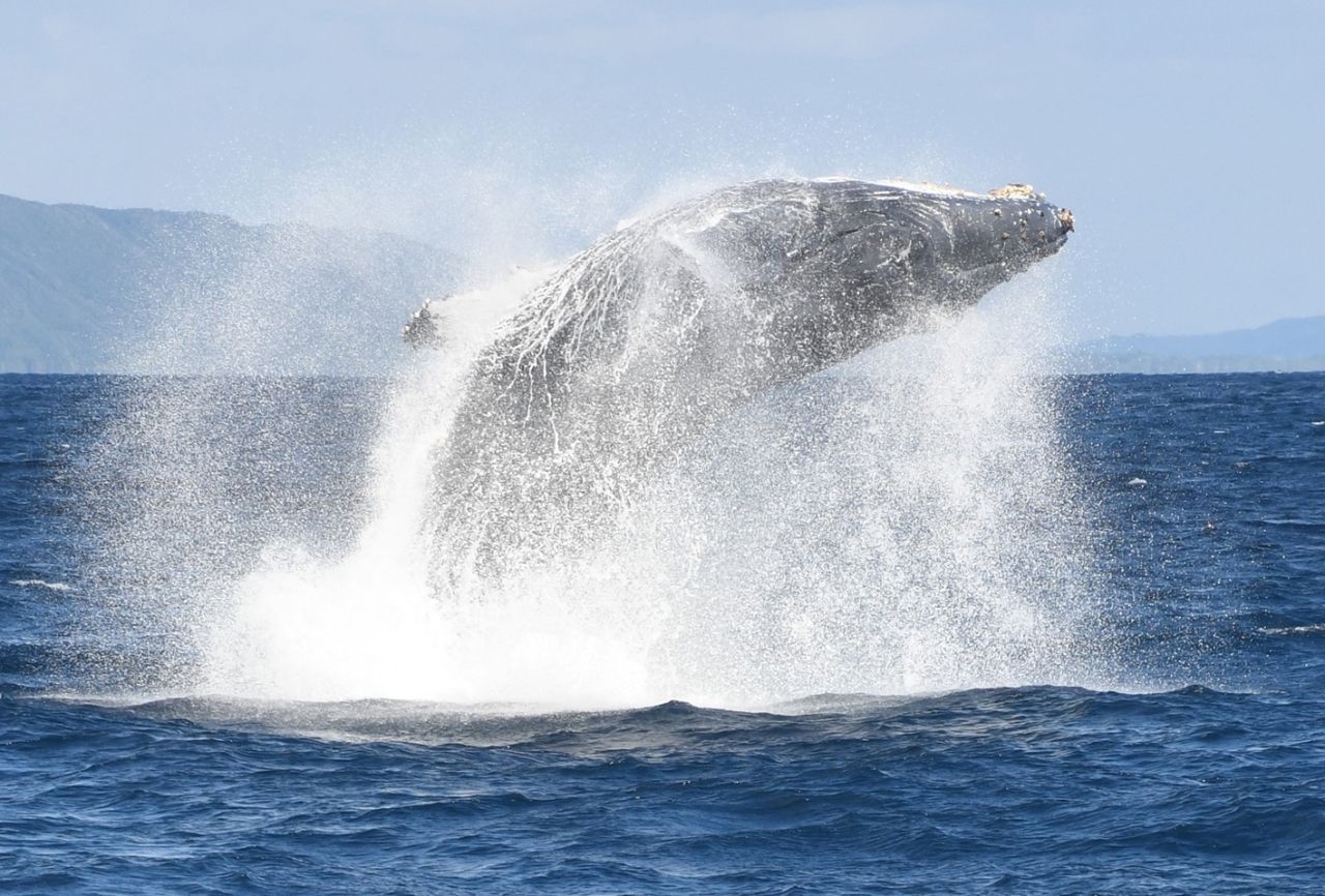 海面上に飛び出す「ブリーチング」を見せた推定体長１２メートルのザトウクジラ＝４日、奄美大島沖