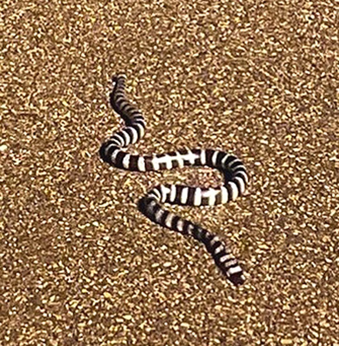 地面をはい回るマダラウミヘビ＝１５日午前１時ごろ、鹿児島県龍郷町の安木屋場漁港
