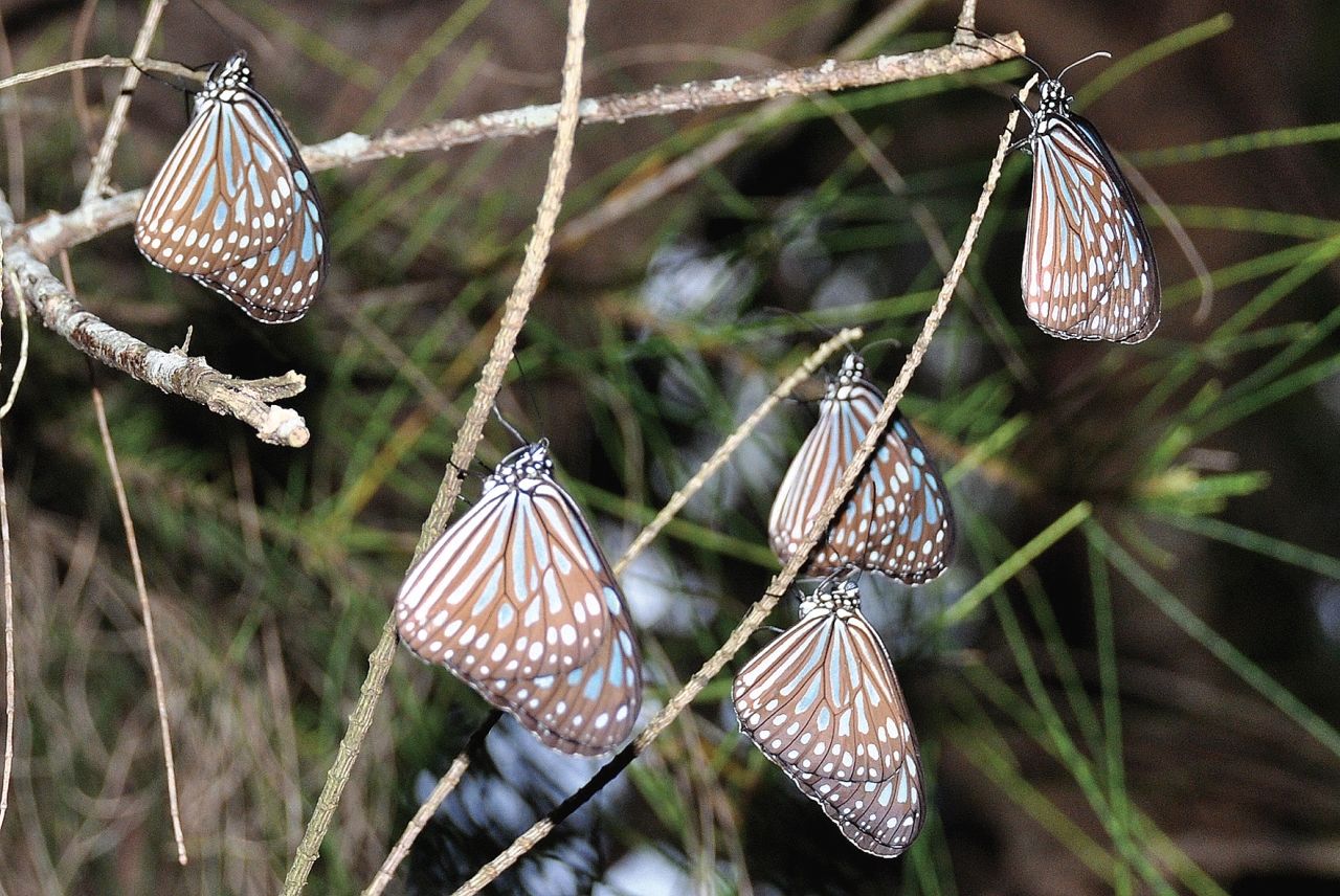 複数の個体が集まって越冬するリュウキュウアサギマダラ＝１９日、鹿児島県奄美大島北部