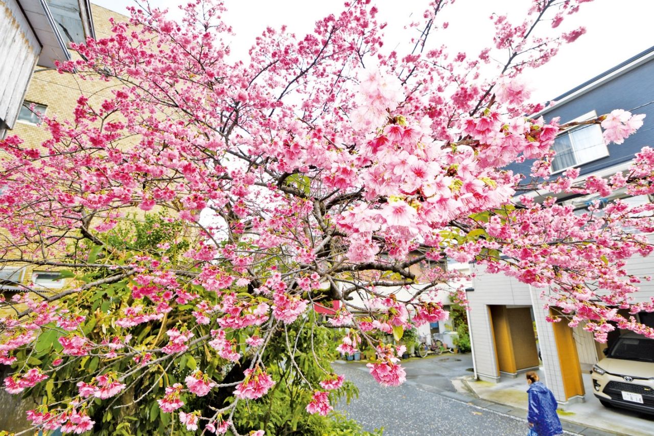 奄美市名瀬の市街地を彩る満開のヒカンザクラ＝２３日