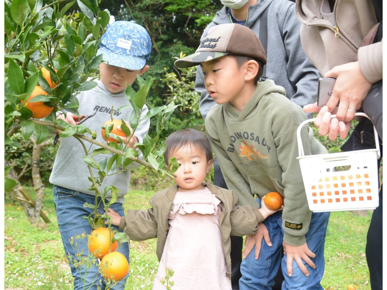 タンカンの収穫を楽しむ子どもたち＝４日、鹿児島県徳之島町花時名