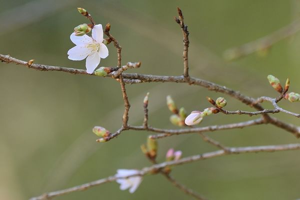 花が咲いたクマノザクラのタイプ標本木（７日、和歌山県古座川町池野山で）