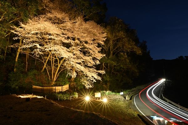 夜のとばりが下りる中、ライトアップされたクマノザクラ（１５日、和歌山県古座川町池野山で）