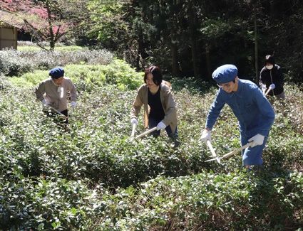 八十八夜の２日に檜山茶の剪定作業が行われた（能代市桧山で）