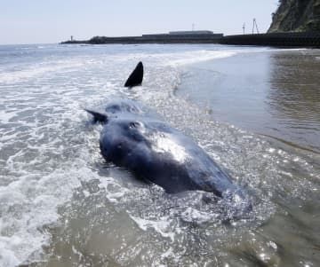 福島県いわき市の海岸に打ち上げられたマッコウクジラ＝3日午前（アクアマリンふくしま提供）