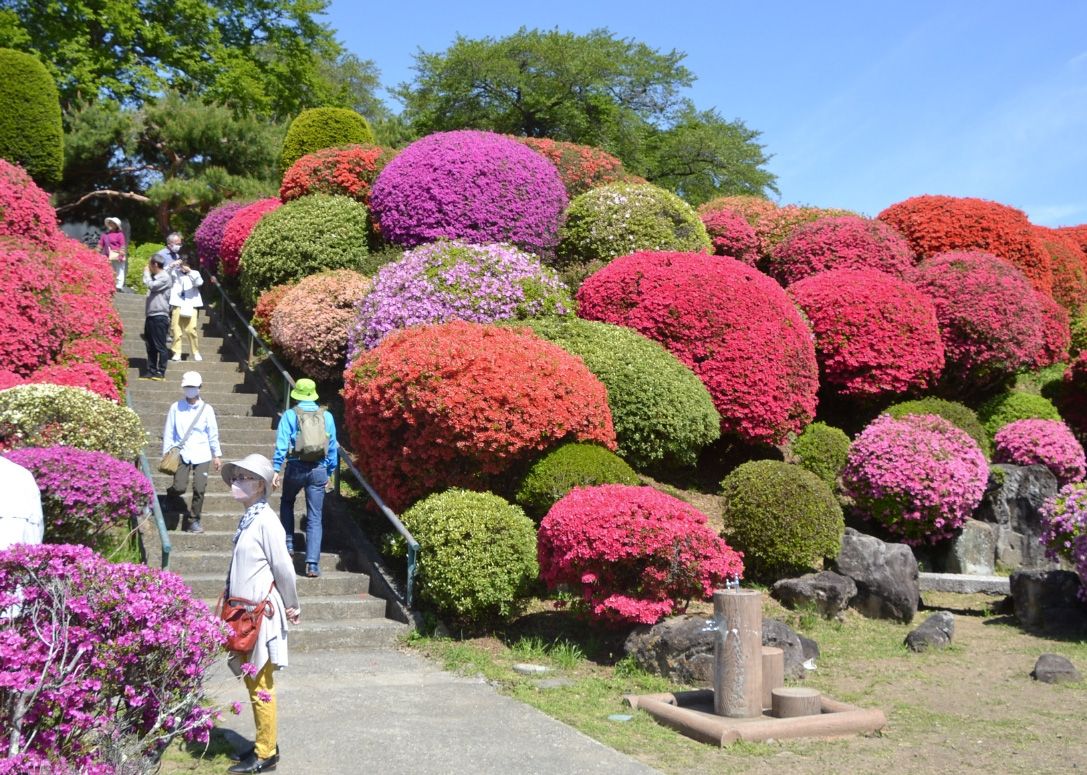 つつじ祭りが開幕した岡谷市の鶴峯公園。