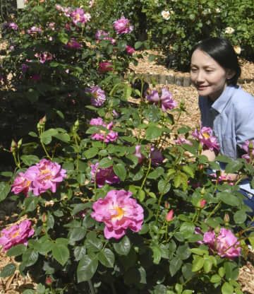 鳥取県南部町の「とっとり花回廊」で咲くバラ＝10日