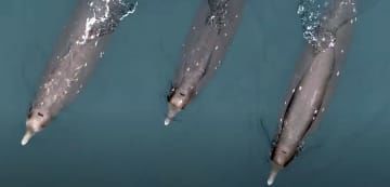 北海道・網走港から北東約20キロの海域で、ドローンから撮影されたクロツチクジラの群れ＝8日（東京農業大提供）