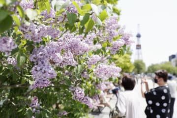 「さっぽろライラックまつり」の会場で満開を迎えたライラック＝17日午前、札幌市の大通公園