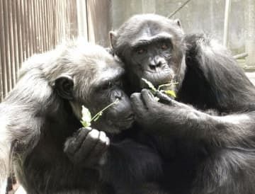 チンパンジーの雄のアツシ（右）と雌のカコ（長野市茶臼山動物園提供）