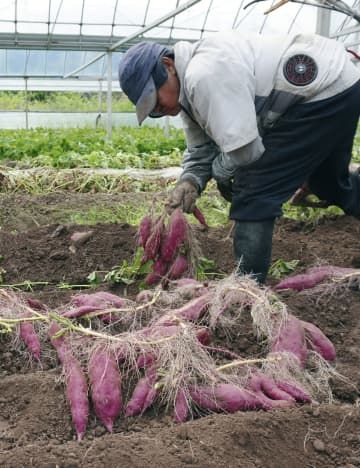 収穫された「土佐紅」＝18日午前、高知県香南市