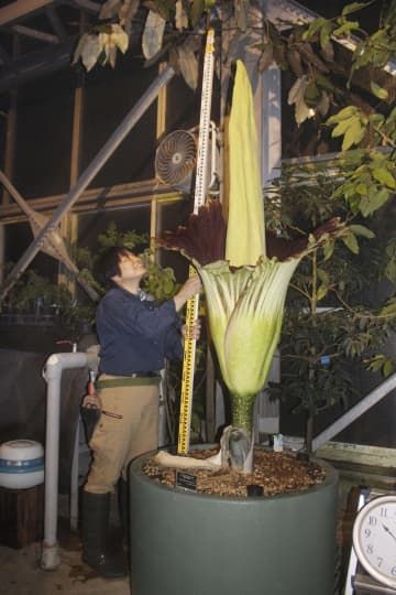 国立科学博物館筑波実験植物園で開いたショクダイオオコンニャクの花。世界最大級の花とされる＝19日、茨城県つくば市