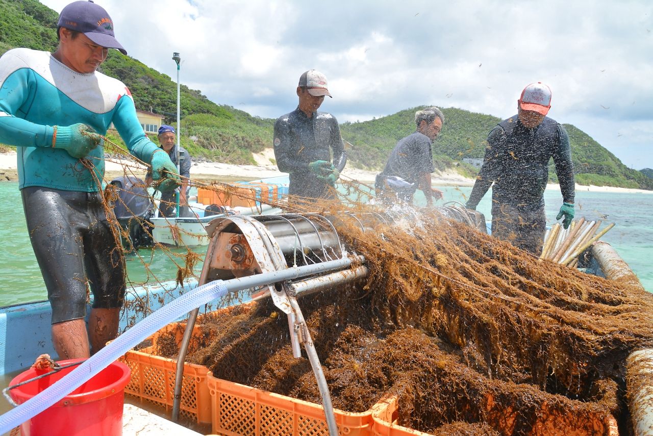 モズクを収穫する男性たち＝２１日、鹿児島県奄美市笠利町