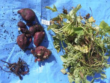 下水処理水を使って栽培されたサツマイモ