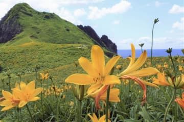 初夏の訪れを告げる黄色い花「トビシマカンゾウ」＝24日、新潟・佐渡島